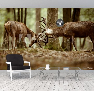 Picture of Cerf brame combat fort mammifre roi bois bois sauvage animal